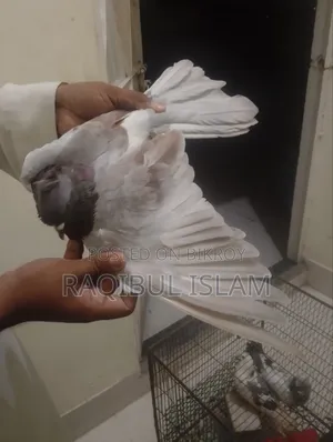 5 birds will be sold.