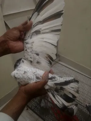 5 birds will be sold.