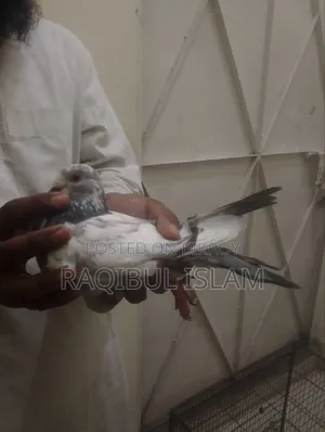 5 birds will be sold.