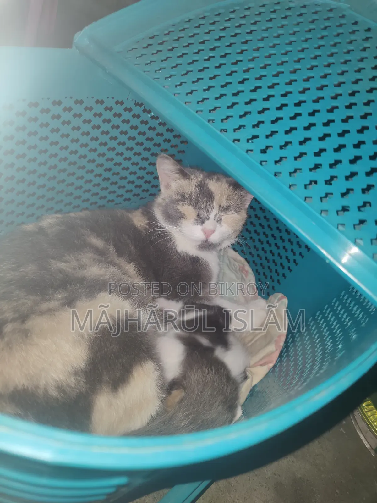 1+ Year Female Mixed Breed Persian