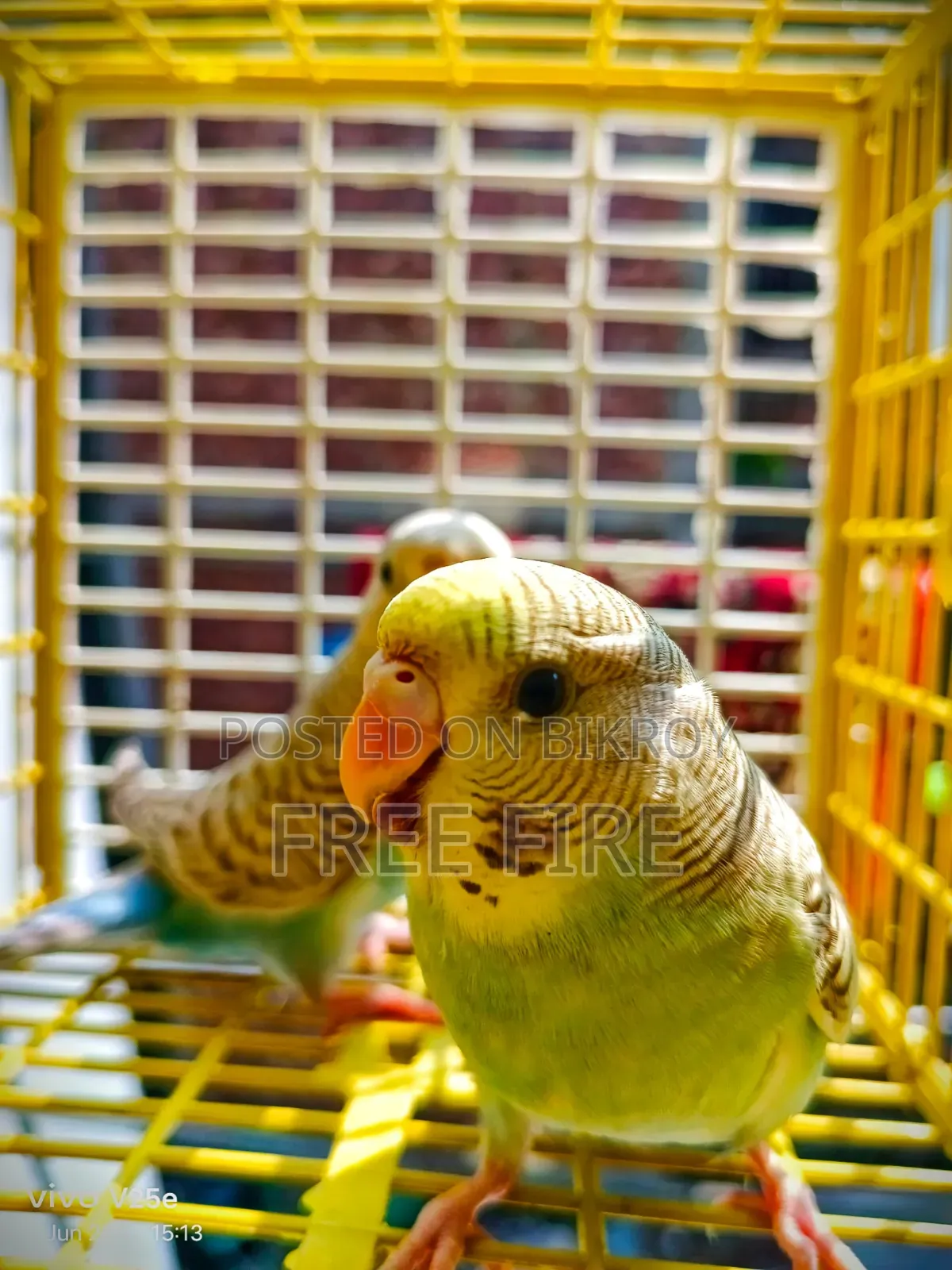 Good Quality Bird