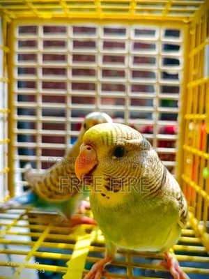 Good Quality Bird