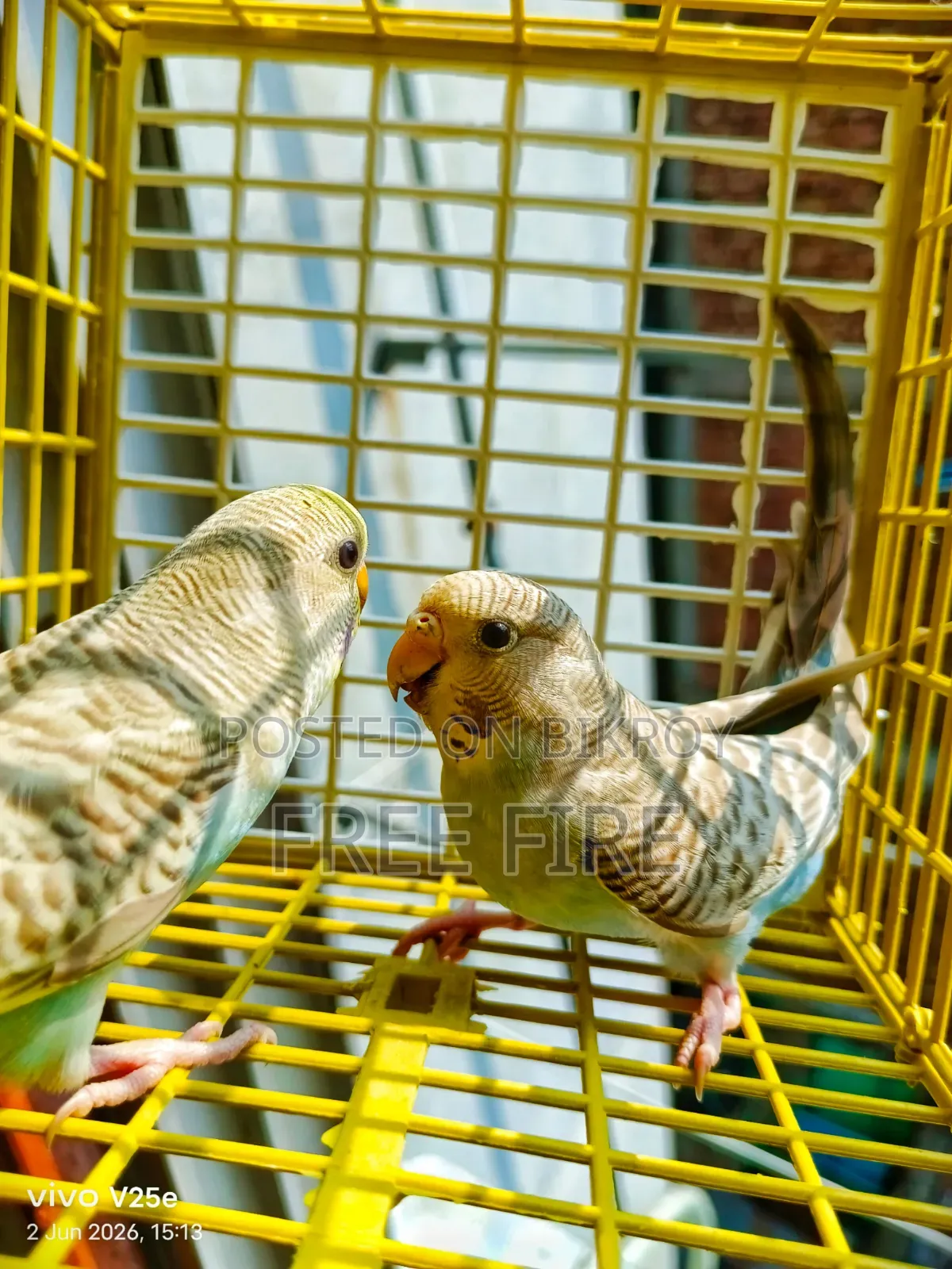 Good Quality Bird