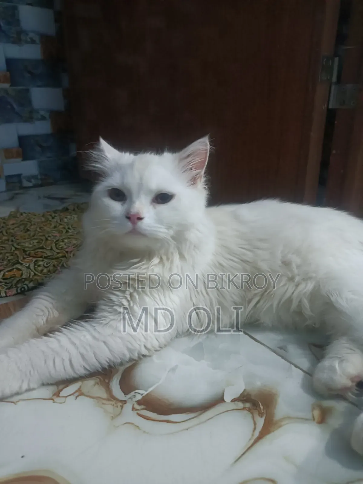 6-12 Months Male Purebred Persian