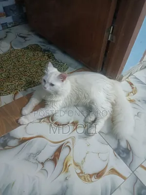 6-12 Months Male Purebred Persian
