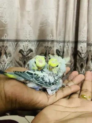 বাজিগার পাখির বাচ্চা