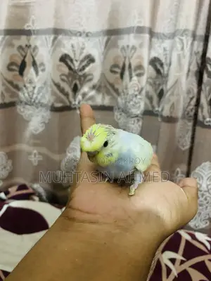 বাজিগার পাখির বাচ্চা