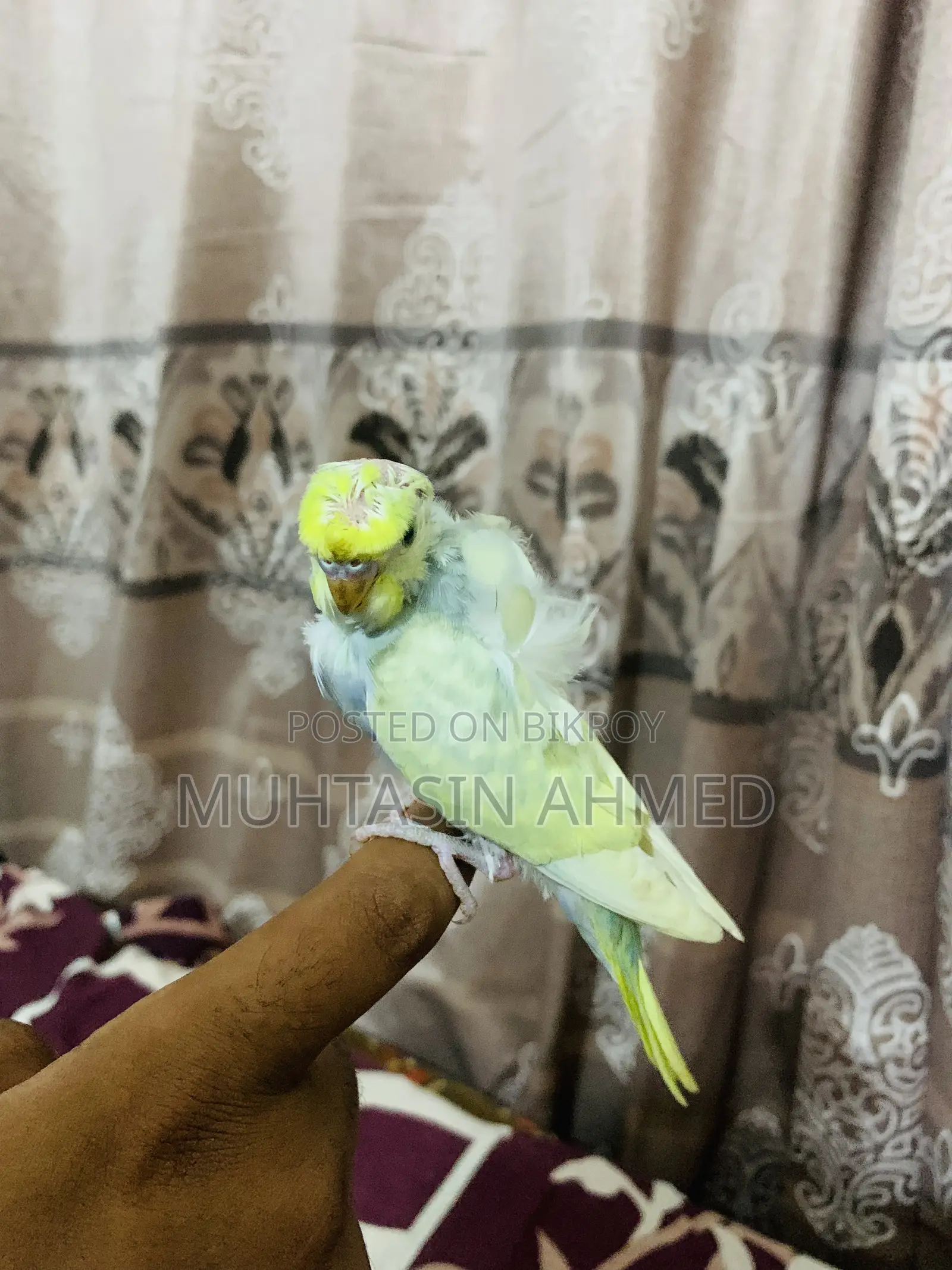 বাজিগার পাখির বাচ্চা
