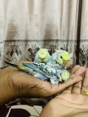 বাজিগার পাখির বাচ্চা