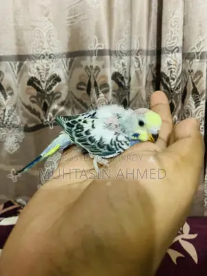 বাজিগার পাখির বাচ্চা