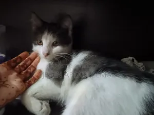 ৩-৬ মাসের মিক্সড ব্রিড বিড়াল
