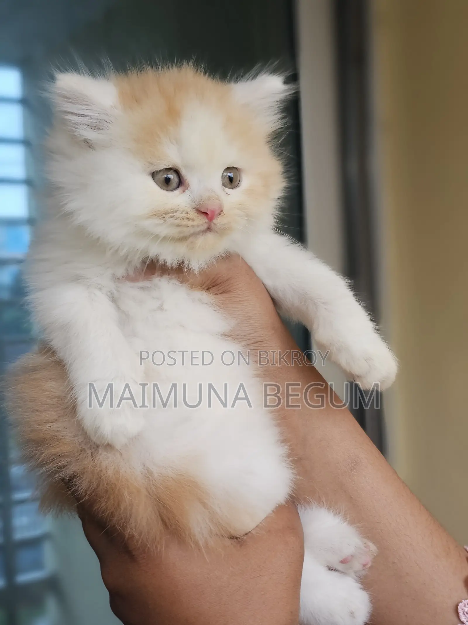 1-3 Months Female Purebred Persian