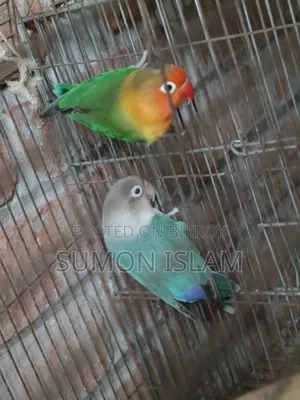 Lovebird