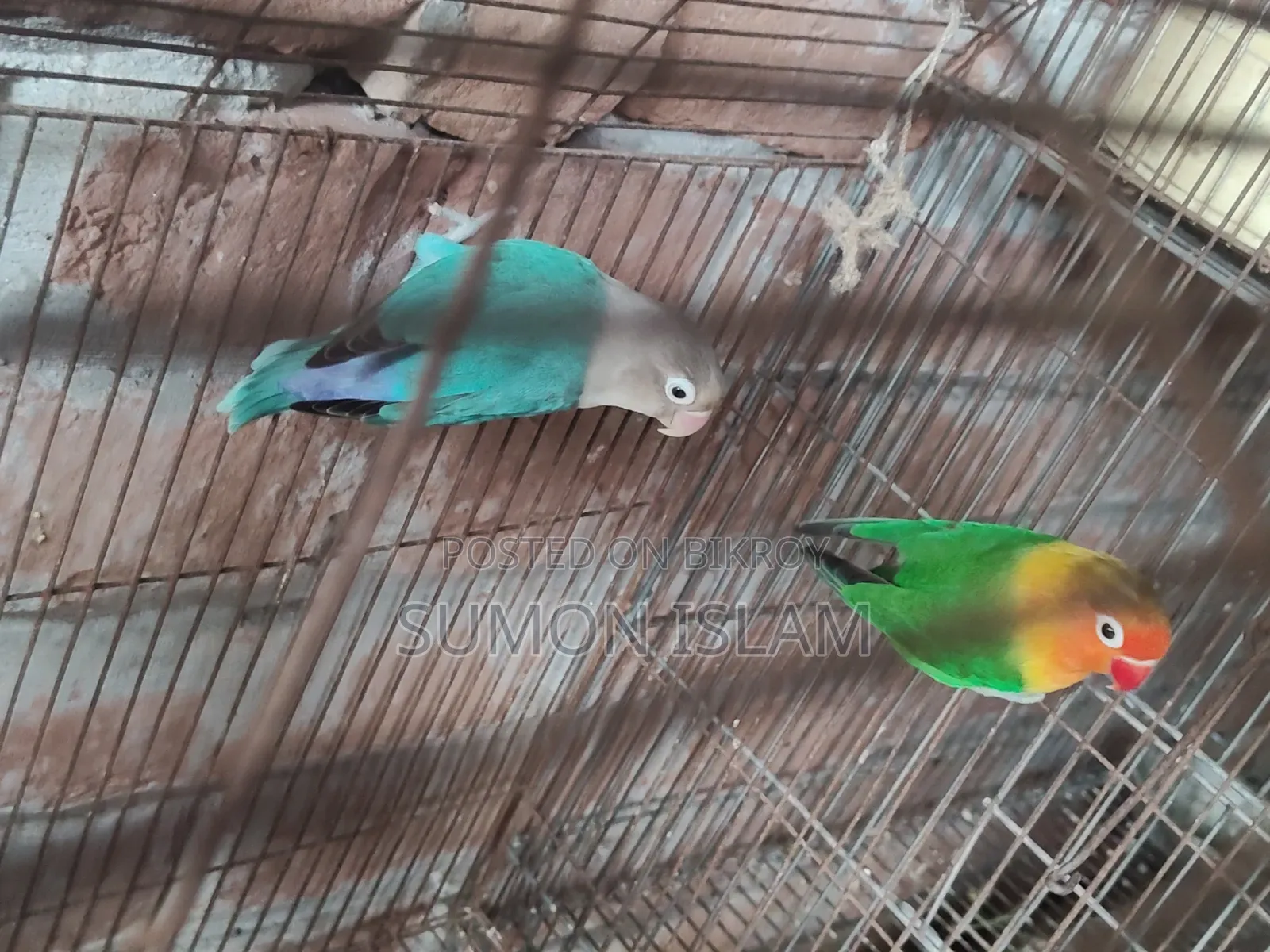 Lovebird