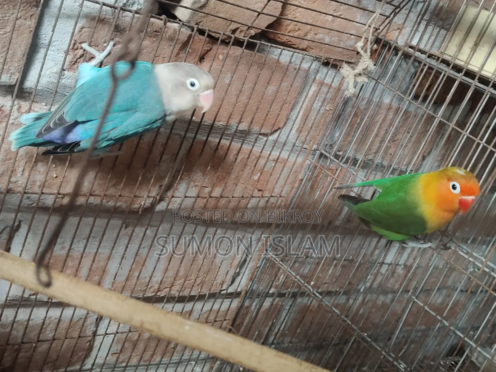 Lovebird
