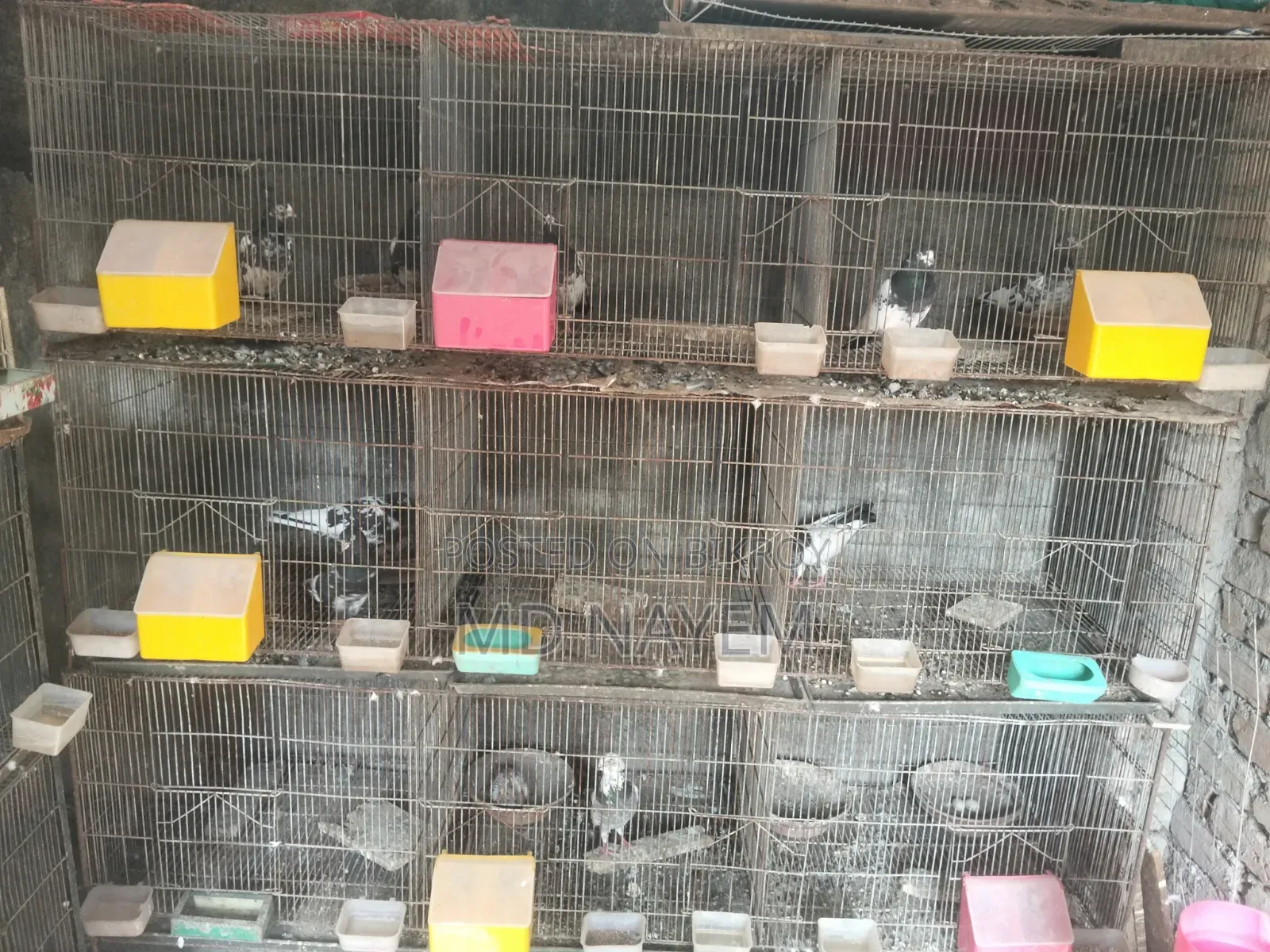 GI Cage, the cages are in very good condition