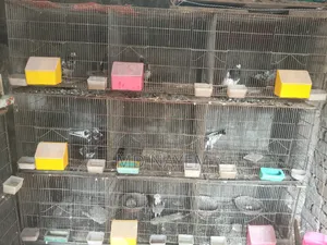 জিআই খাচা খাচা গুলোর কন্ডিশন অনেক ভালো
