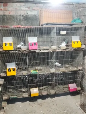 GI Cage, the cages are in very good condition