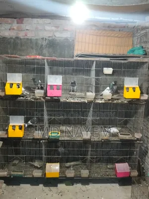 GI Cage, the cages are in very good condition