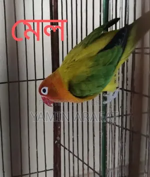 Running pair of Lovebirds