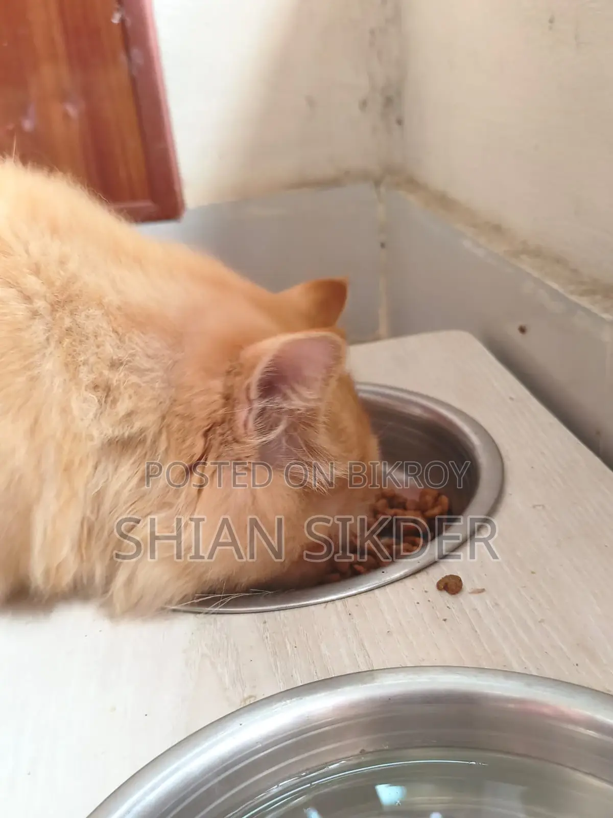 3-6 Months Male Purebred Persian