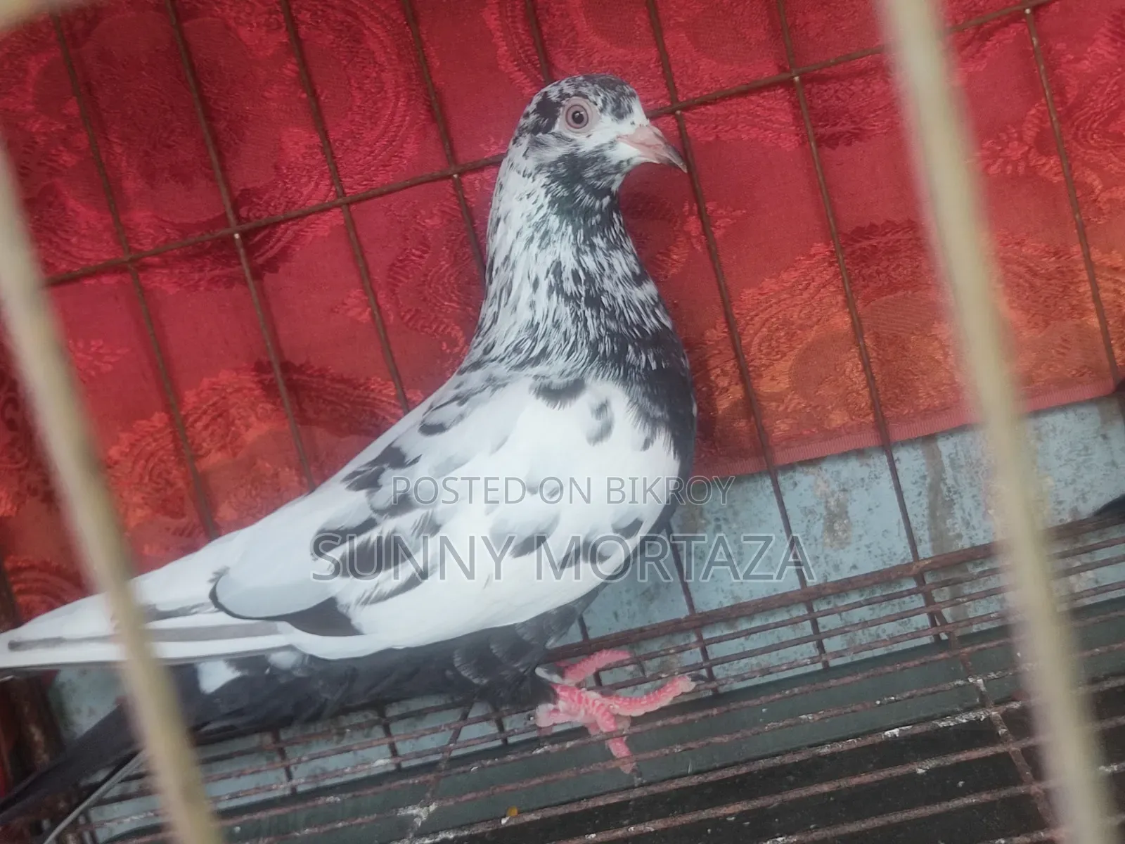 2 pieces of high-quality Giribaz female pigeons for sale.