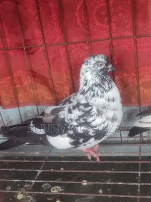 2 pieces of high-quality Giribaz female pigeons for sale.