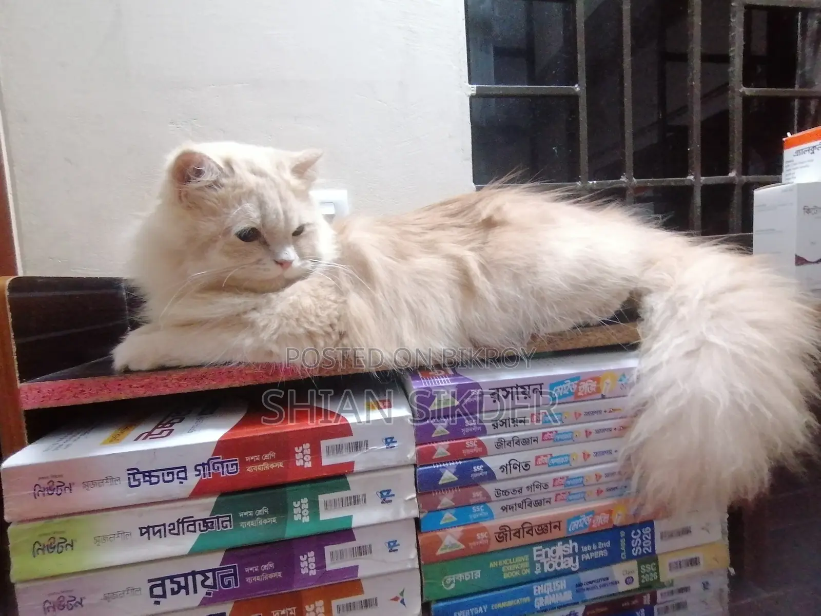 6-12 Months Male Purebred Persian