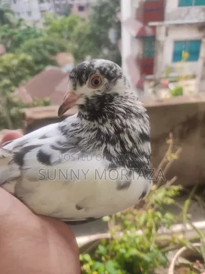 2 pieces of high-quality Giribaz female pigeons for sale.
