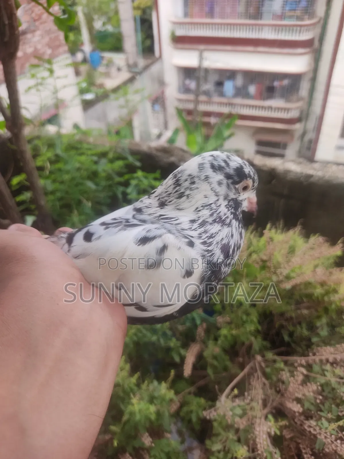 2 pieces of high-quality Giribaz female pigeons for sale.