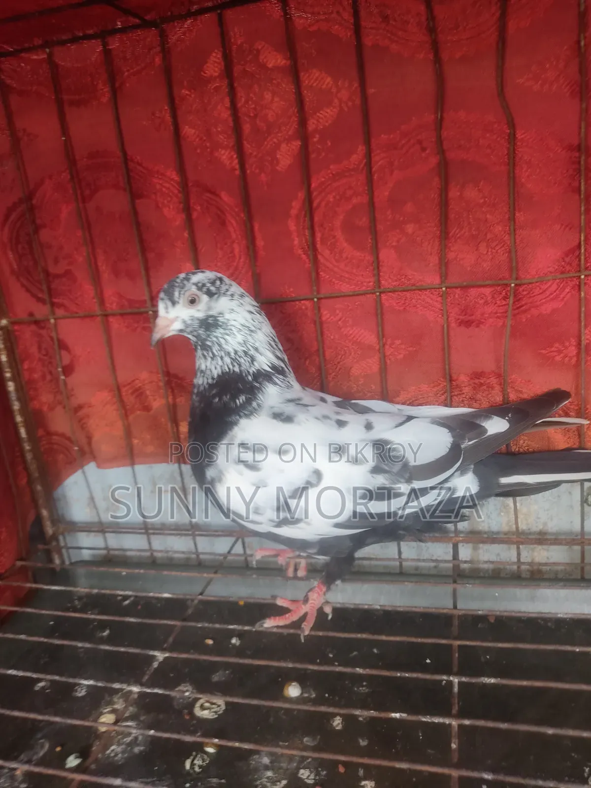 2 pieces of high-quality Giribaz female pigeons for sale.