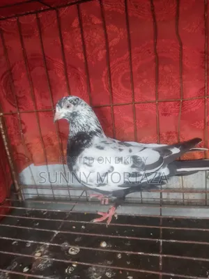 2 pieces of high-quality Giribaz female pigeons for sale.