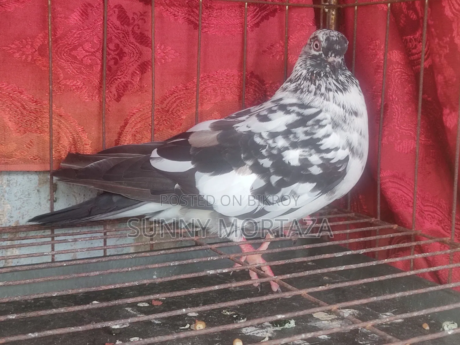 2 pieces of high-quality Giribaz female pigeons for sale.