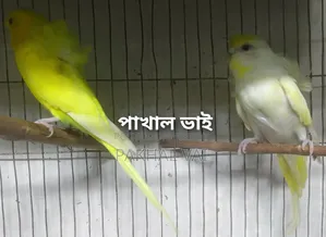 জেপি বাজ্রি