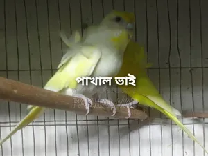 JP Bajri