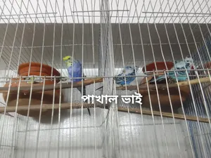 JP Bajri