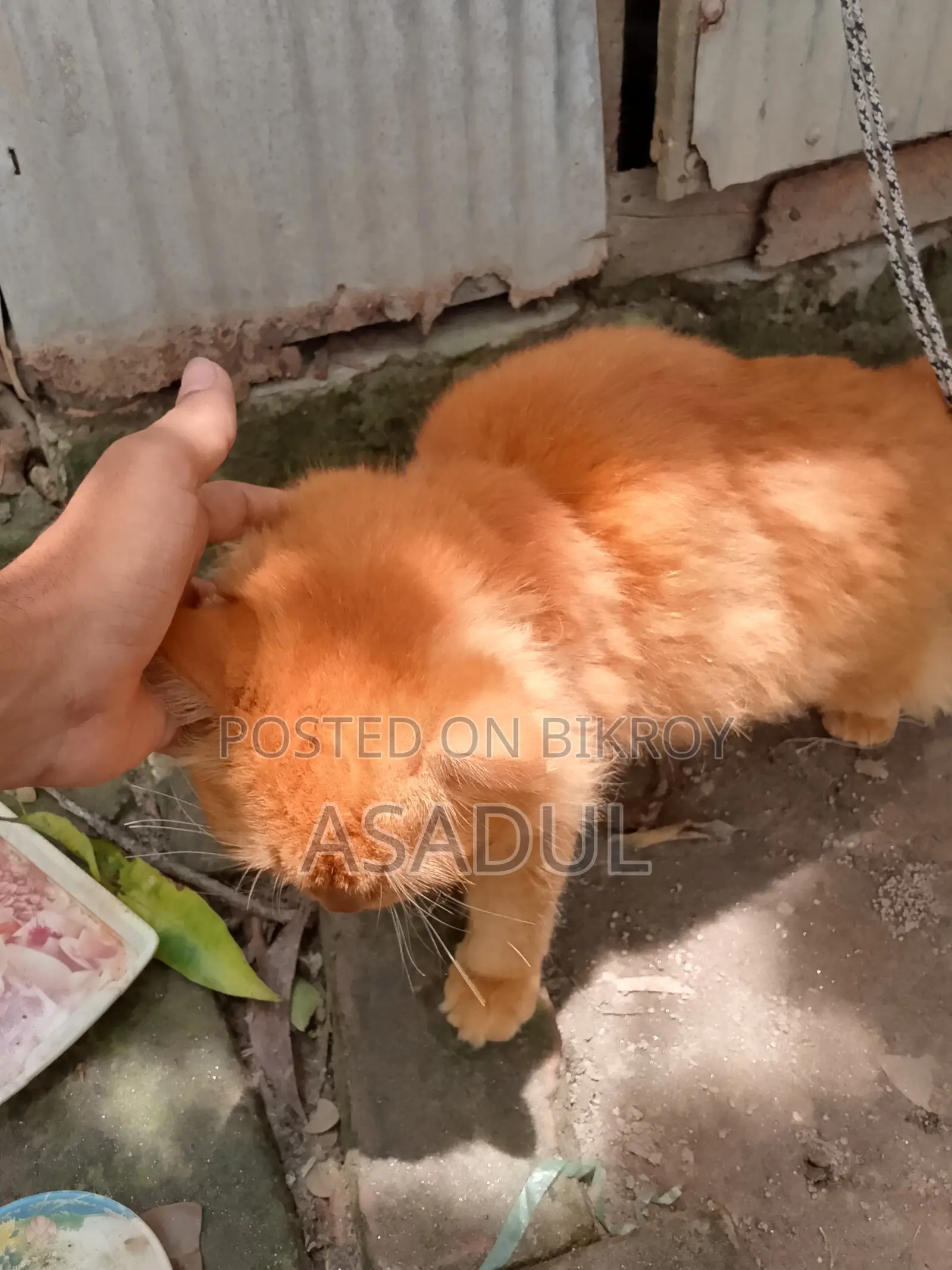 3-6 Months Male Mixed Breed Persian