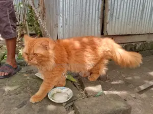 3-6 Months Male Mixed Breed Persian