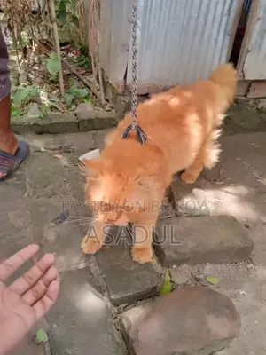 3-6 Months Male Mixed Breed Persian