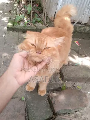 3-6 Months Male Mixed Breed Persian