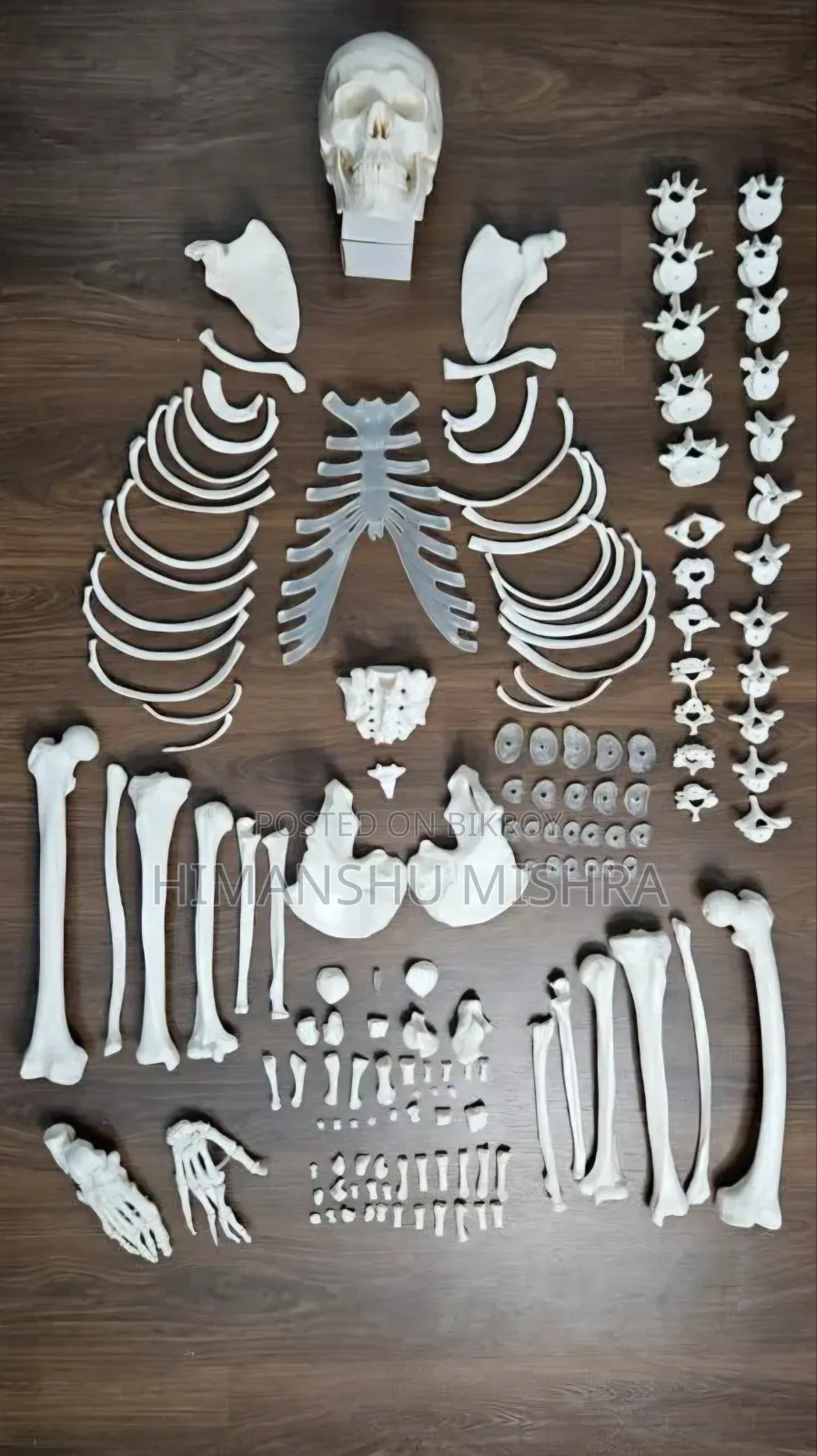Genuine Bone Set