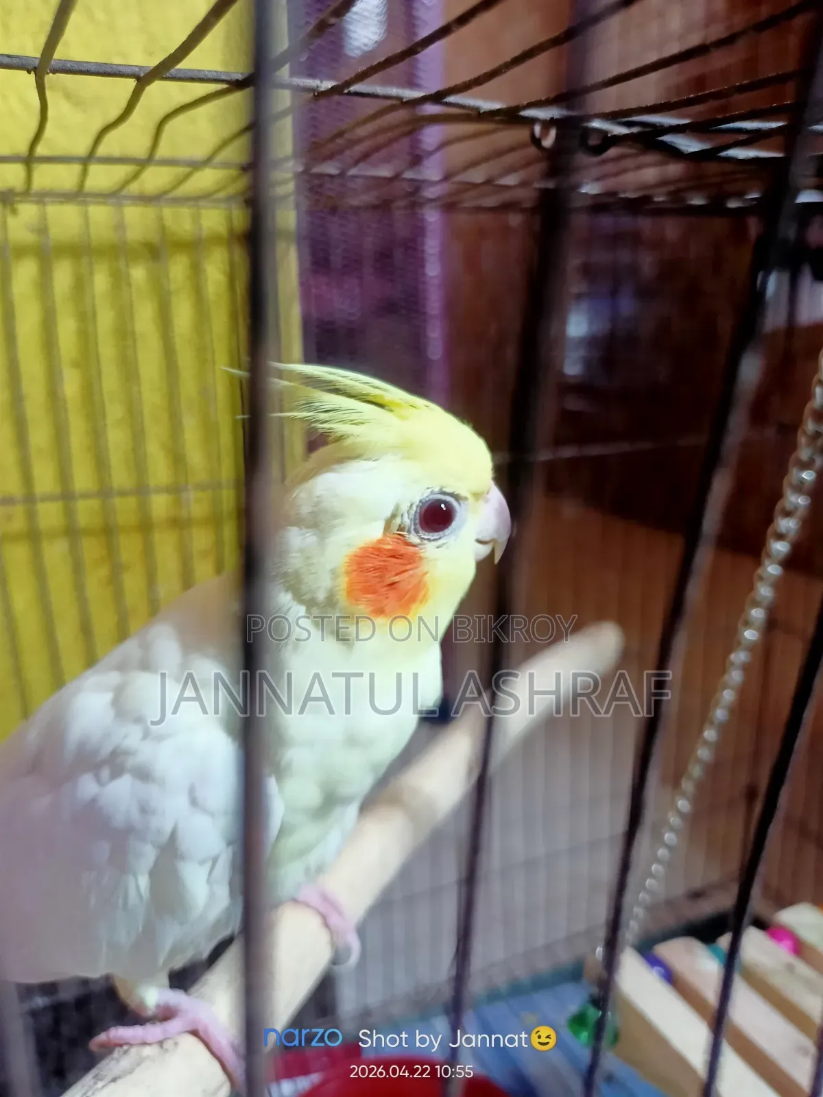 Lutino Male Cockatiel Bird for Sale