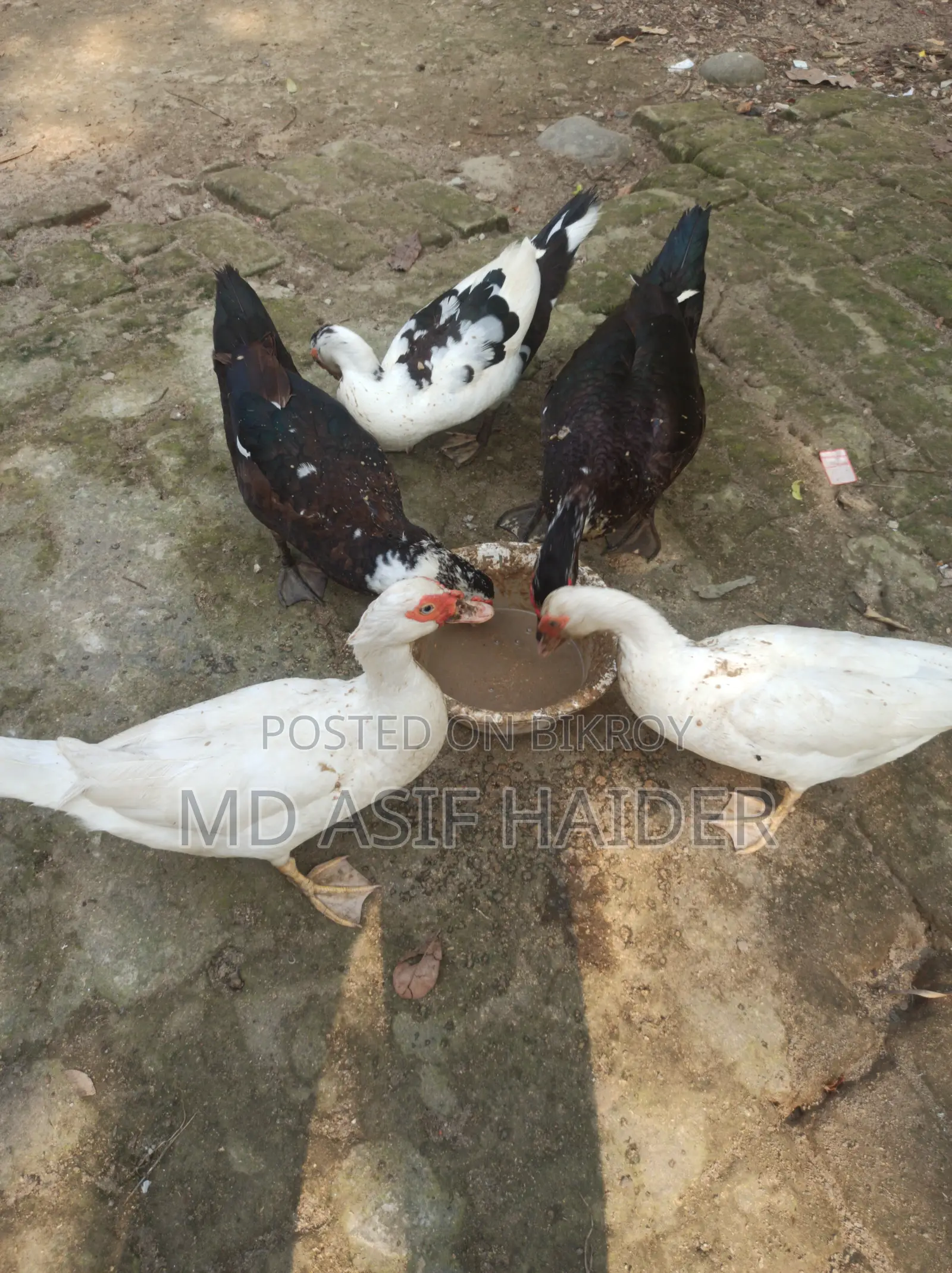 Chinese Duck Running Laying Eggs