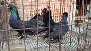শখের এক জোড়া বড় ময়ূর কবুতর বিক্রি হবে