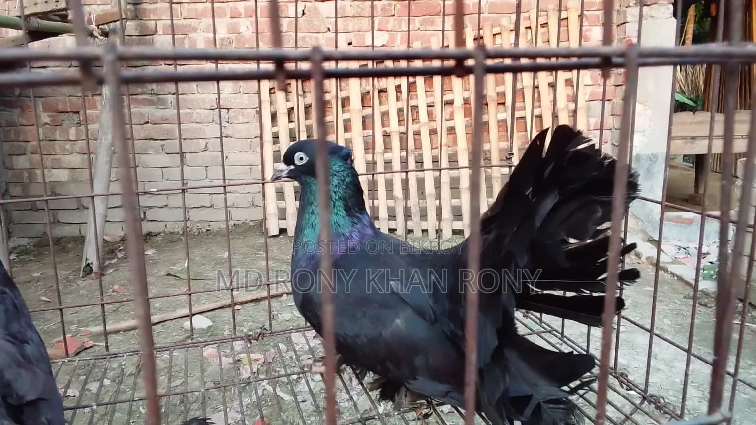 শখের এক জোড়া বড় ময়ূর কবুতর বিক্রি হবে