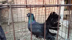 শখের এক জোড়া বড় ময়ূর কবুতর বিক্রি হবে