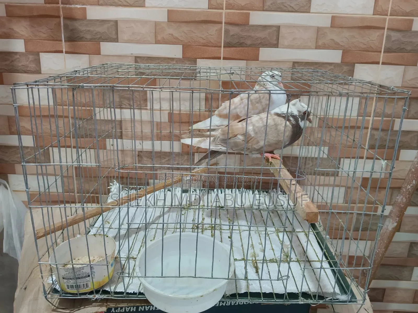 খাঁচাসহ একজোড়া কবুতর বিক্রি হবে।