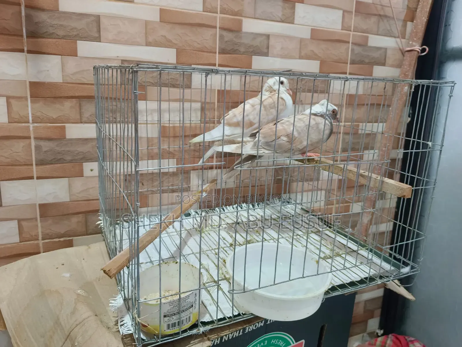 খাঁচাসহ একজোড়া কবুতর বিক্রি হবে।