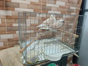 খাঁচাসহ একজোড়া কবুতর বিক্রি হবে।