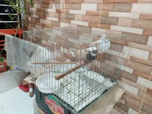 খাঁচাসহ একজোড়া কবুতর বিক্রি হবে।
